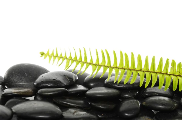 Green fern with pebbles — Stock Photo, Image