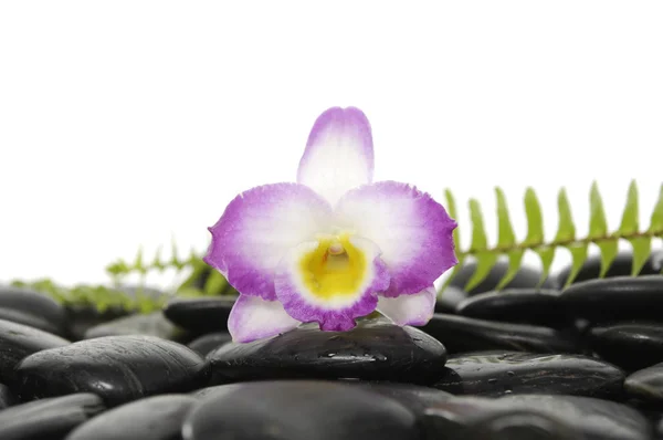 Orchidea i kamienie z zielona Paproć — Zdjęcie stockowe