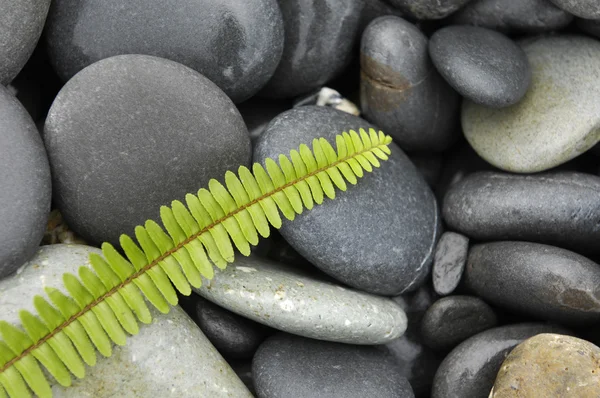 Green fern with pebbles — Stock Photo, Image