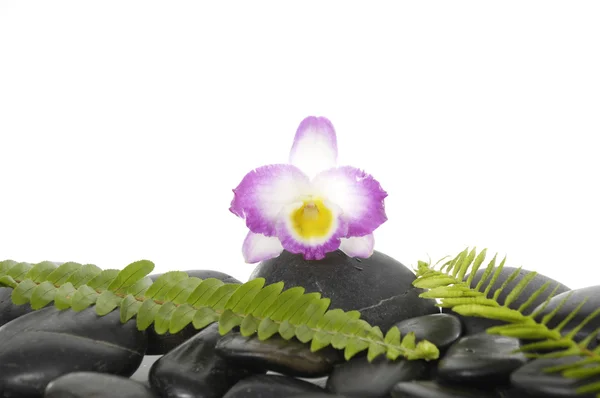 Orchid and stones with green fern — Stock Photo, Image