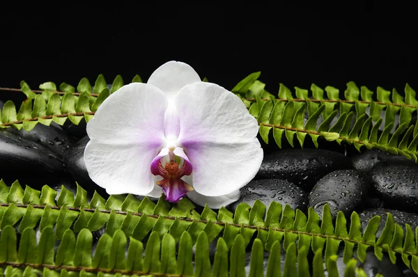 Orchid and stones with green fern — Stock Photo, Image