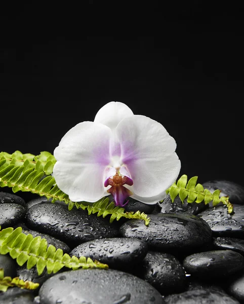 Orchid and stones with green fern — Stock Photo, Image