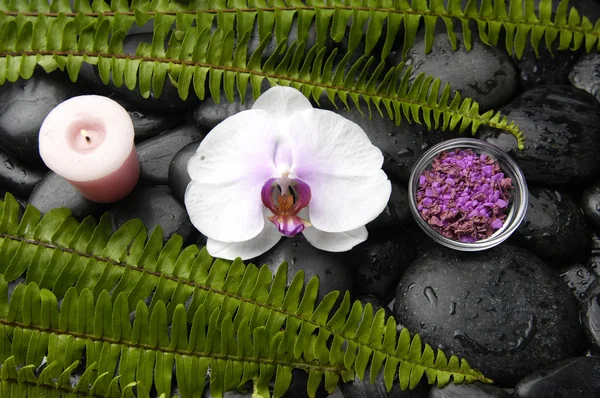 Orquídea y piedras con helecho verde —  Fotos de Stock