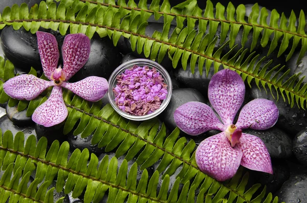 Orchidea e pietre con felce verde — Foto Stock