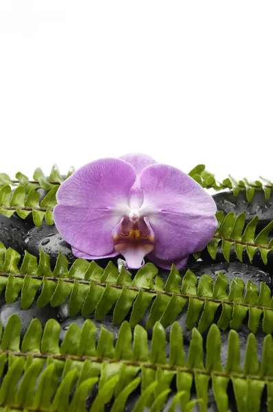 Orchid and stones with green fern — Stock Photo, Image