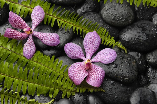Çakıl taşları üzerinde yeşil fern ile orkide — Stok fotoğraf