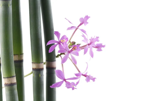 Orchid flowers with thin bamboo grove — Stock Photo, Image