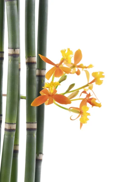 Flores de orquídea com bosque de bambu fino — Fotografia de Stock
