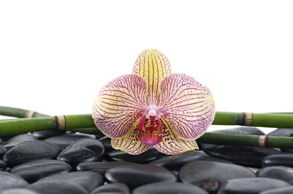 Орхидея с бамбуковой рощей и черными камнями — стоковое фото