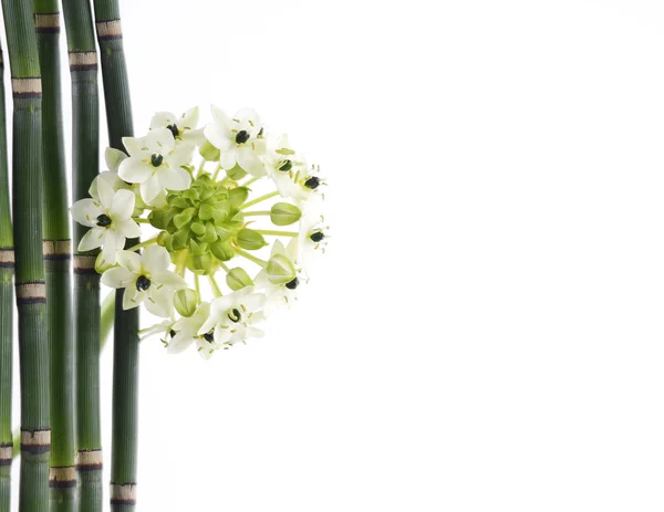 Цветы орхидеи с тонкой бамбуковой рощей — стоковое фото