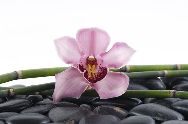 Orchid with bamboo grove and black stones — Stock Photo, Image