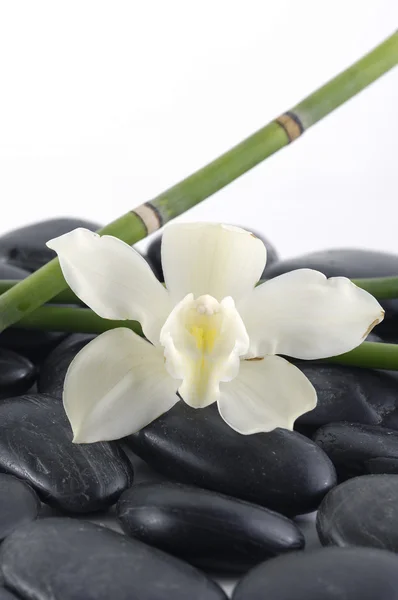Orchid with bamboo grove and black stones — Stock Photo, Image