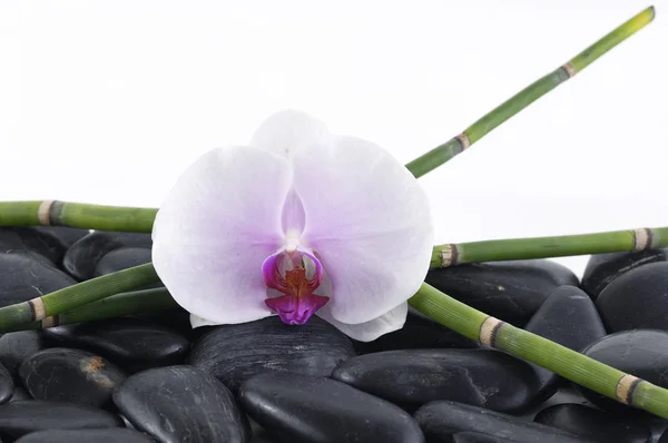 Orquídea con bosque de bambú sobre guijarros — Foto de Stock