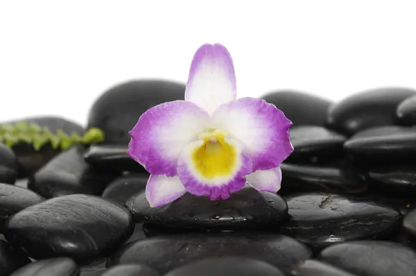 Orchid and stones with green fern — Stock Photo, Image