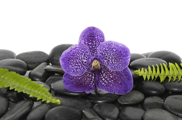 Orquídea y piedra zen en la palma —  Fotos de Stock