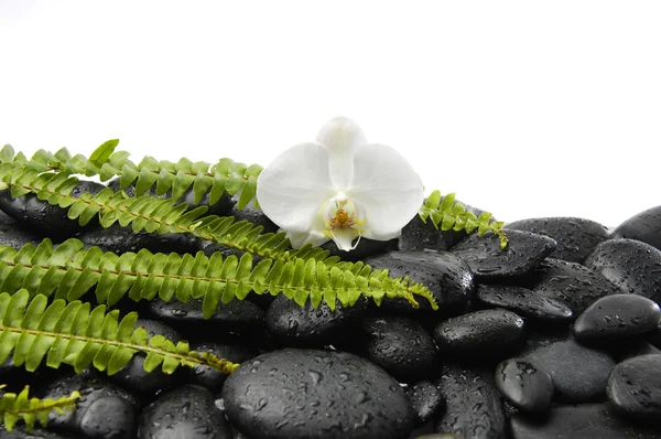Orchidea e pietra zen su palma — Foto Stock