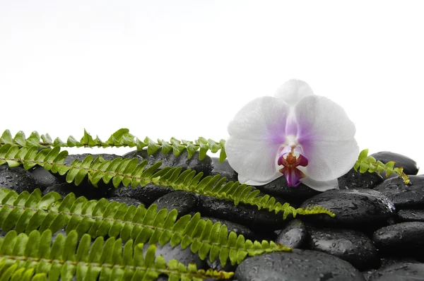 Orchidee und Zen-Stein auf Palme — Stockfoto
