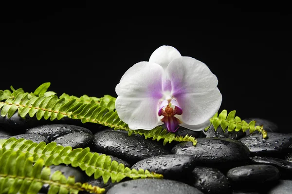 Orquídea y piedra zen en la palma — Foto de Stock