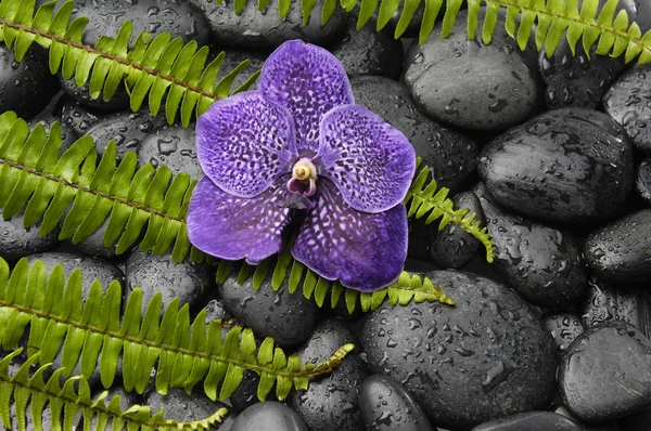 Orchidea e pietra zen su palma — Foto Stock