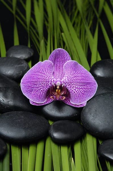 Orchidea e pietra zen su foglia di palma — Foto Stock