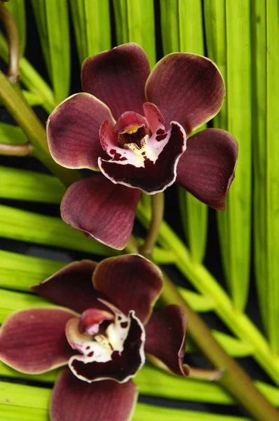 Orquídea con textura de hoja de palma — Foto de Stock