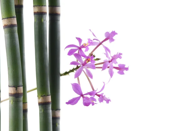 Růžové květy orchidejí s tenkou bambusový háj — Stock fotografie