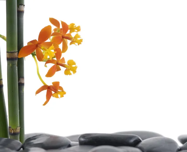 Orchid with bamboo grove and black stones — Stock Photo, Image