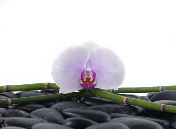 Orchid with bamboo grove and black stones — Stock Photo, Image