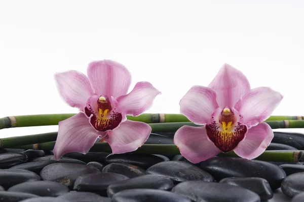Orchidea z czarnych kamieni i bambusowy gaj — Zdjęcie stockowe