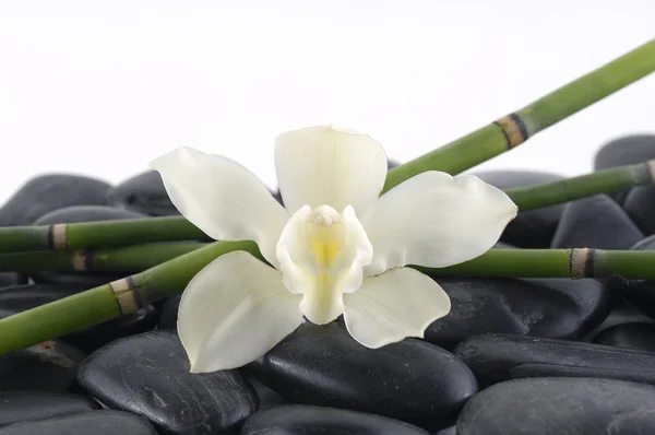 Orquídea com bosque de bambu verde em pedras — Fotografia de Stock