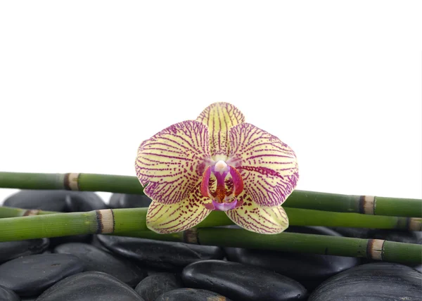 Orchidea con felce verde su ciottoli — Foto Stock