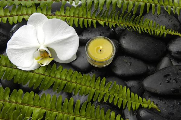 Orchid with green fern on pebbles — Stock Photo, Image