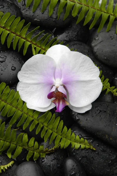 Orchid and stones with set of green fern — Stock Photo, Image