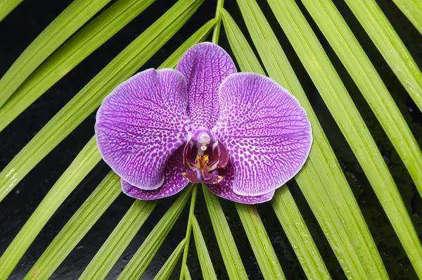 Bella orchidea con texture di foglie di palma — Foto Stock