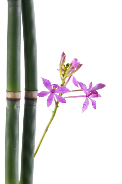 Flores de orquídea com bosque de bambu fino — Fotografia de Stock