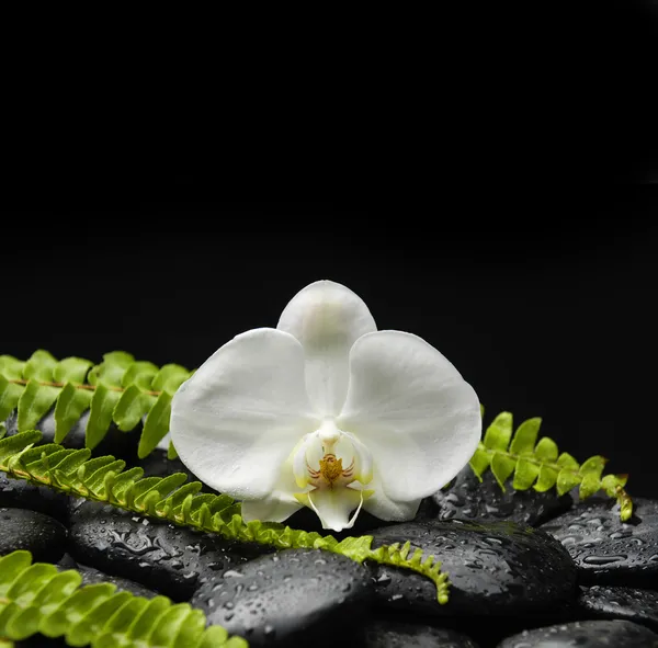 Orchidea e pietre con set di felce verde — Foto Stock