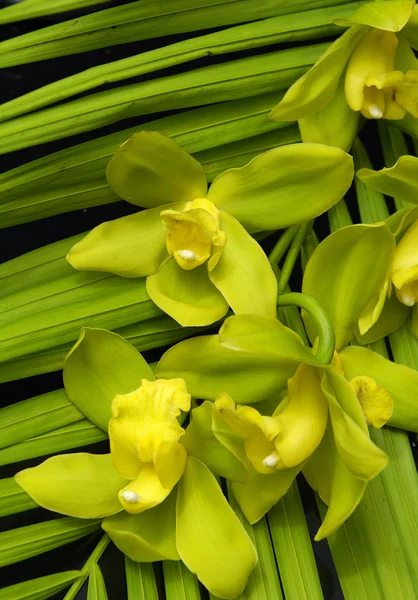 Orquídea bonita com textura de folha de palma — Fotografia de Stock