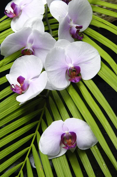 Gorgeous orchid with palm leaf- — Stock Photo, Image