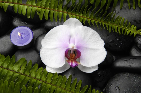 Orchidea con pietre zen — Foto Stock