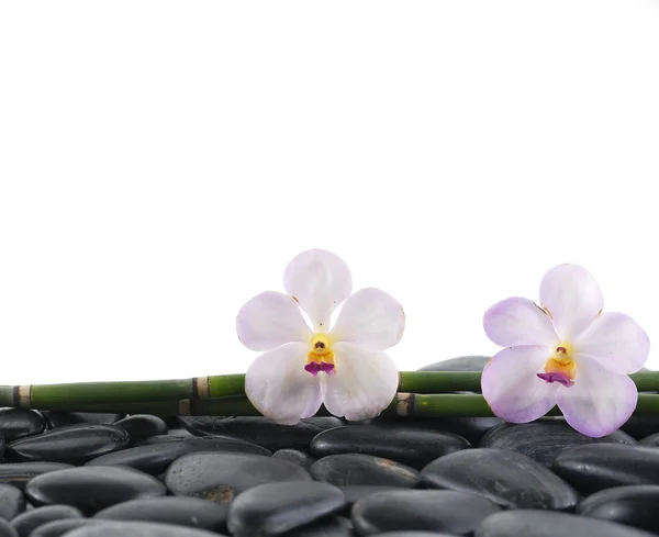 Zátiší s bílou orchidej — Stock fotografie