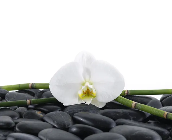 Still life with white orchid — Stock Photo, Image