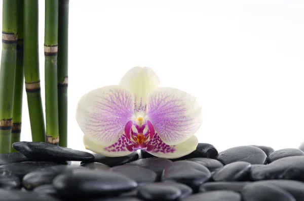 Zátiší s bílou orchidej — Stock fotografie