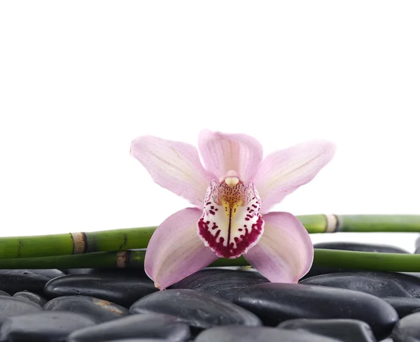 VITA ANCORA CON ORCHIDO BIANCO — Foto Stock