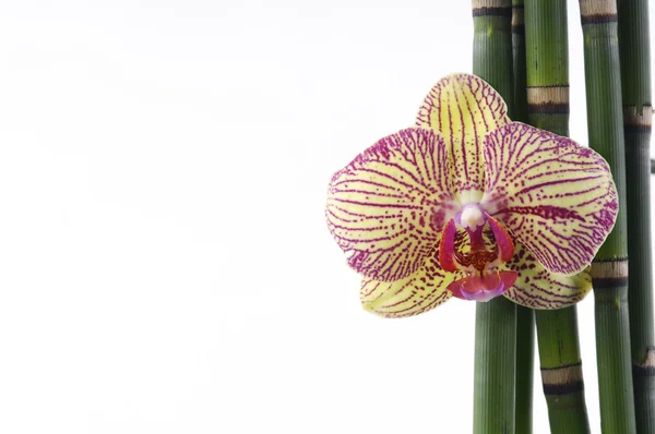 Orquídea e bosque de bambu fino — Fotografia de Stock