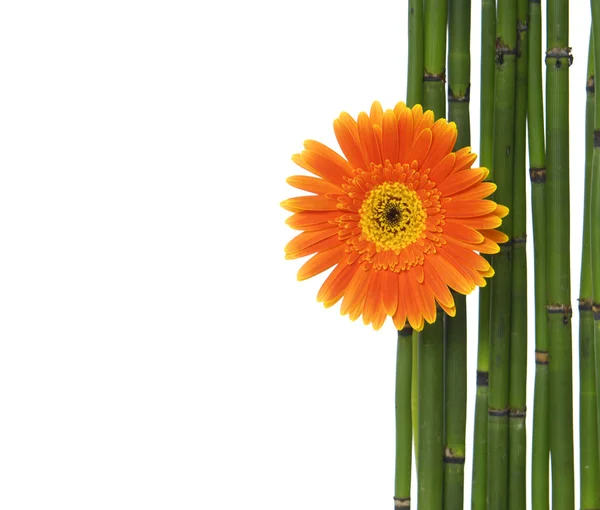 Gerbera flowers with thin bamboo grove — Stock Photo, Image