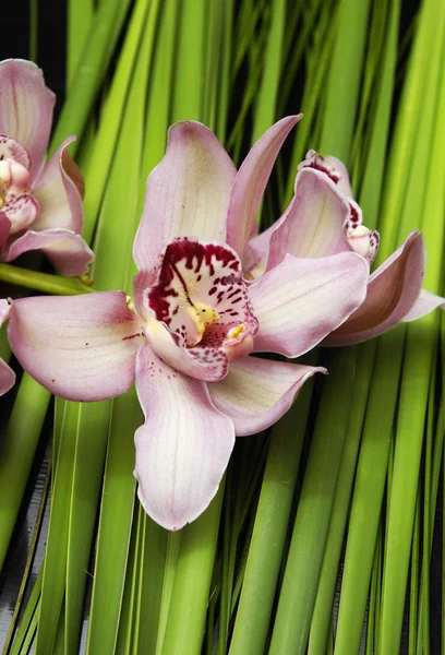 Prachtige orchid met palm blad- — Stockfoto