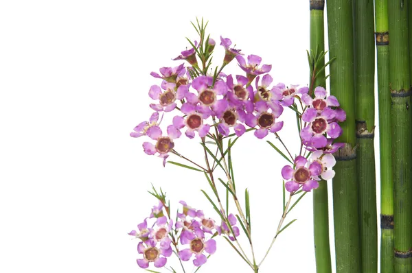 Orchidea i cienkie bambusowy gaj — Zdjęcie stockowe