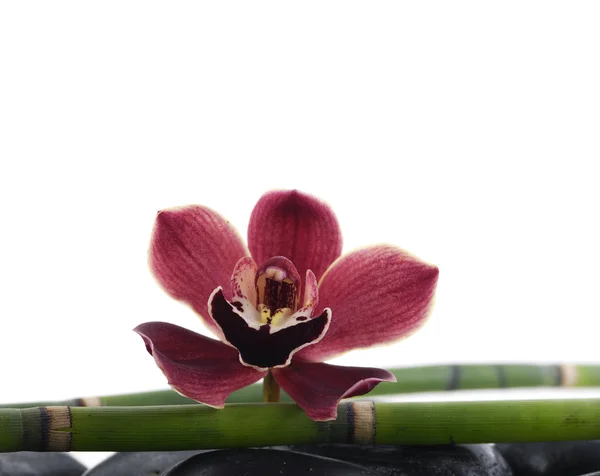 Orchidea su ciottoli — Foto Stock
