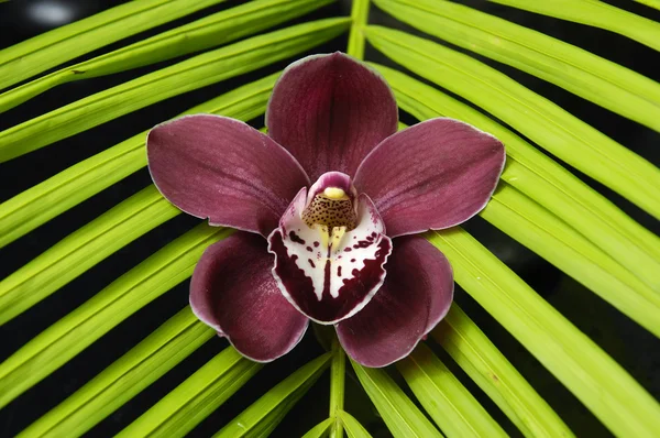 Orquídea con textura de hoja de palma — Foto de Stock