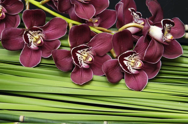 Orchid with palm leaf texture — Stock Photo, Image